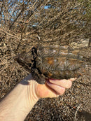 Alligator Snapping Turtle (5-6 Inch)