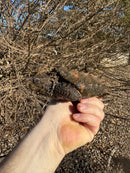 Alligator Snapping Turtle (5-6 Inch)