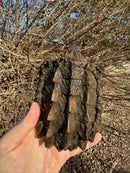 Alligator Snapping Turtle (5-6 Inch)