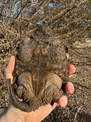 Alligator Snapping Turtle (5-6 Inch)