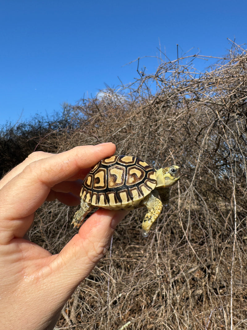 Leopard Tortoise 2025