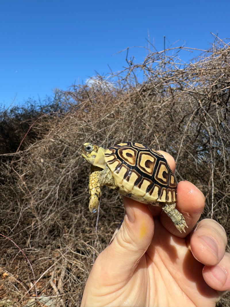 Leopard Tortoise 2025