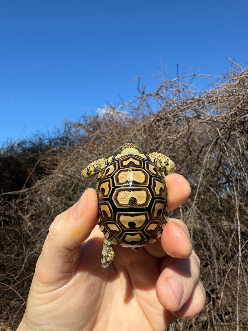 Leopard Tortoise 2025