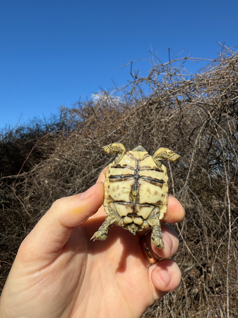 Leopard Tortoise 2025