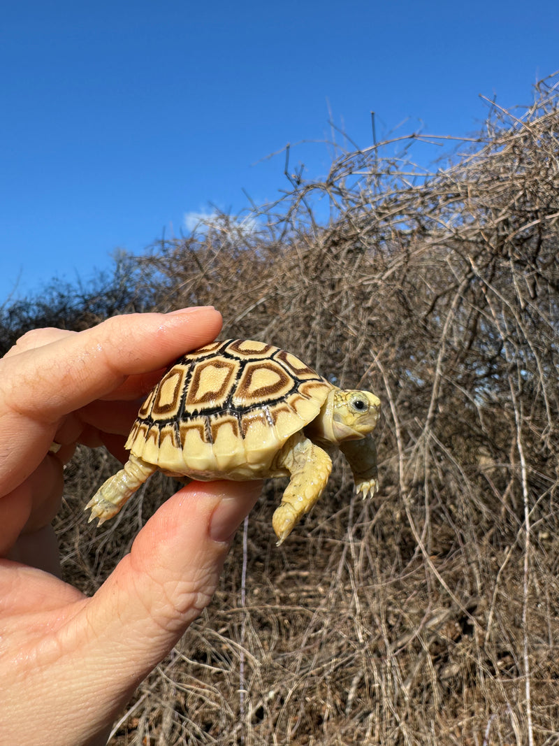 Leopard Tortoise 2025