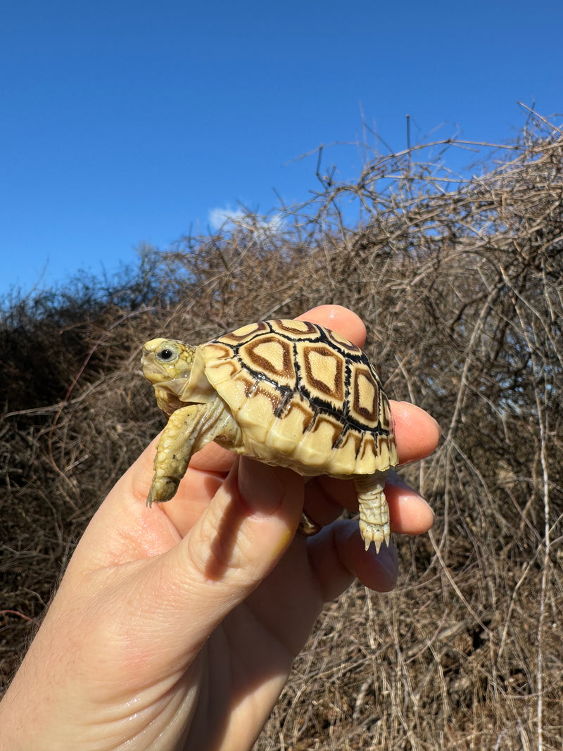 Leopard Tortoise 2025