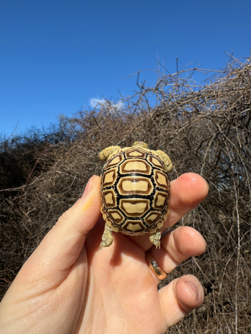 Leopard Tortoise 2025