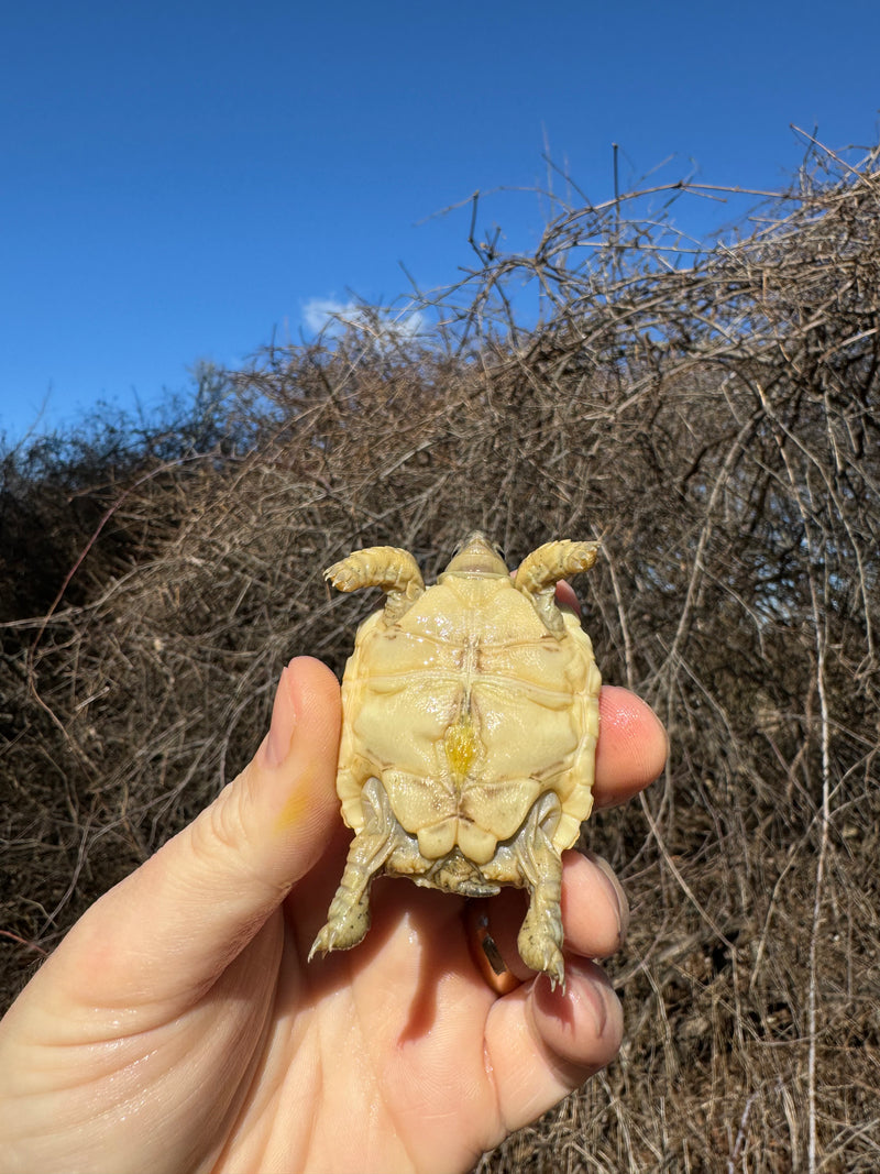 Leopard Tortoise 2025