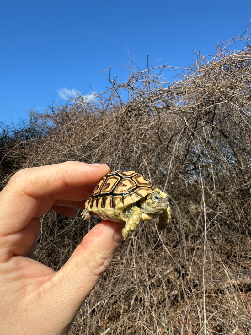 Leopard Tortoise 2025