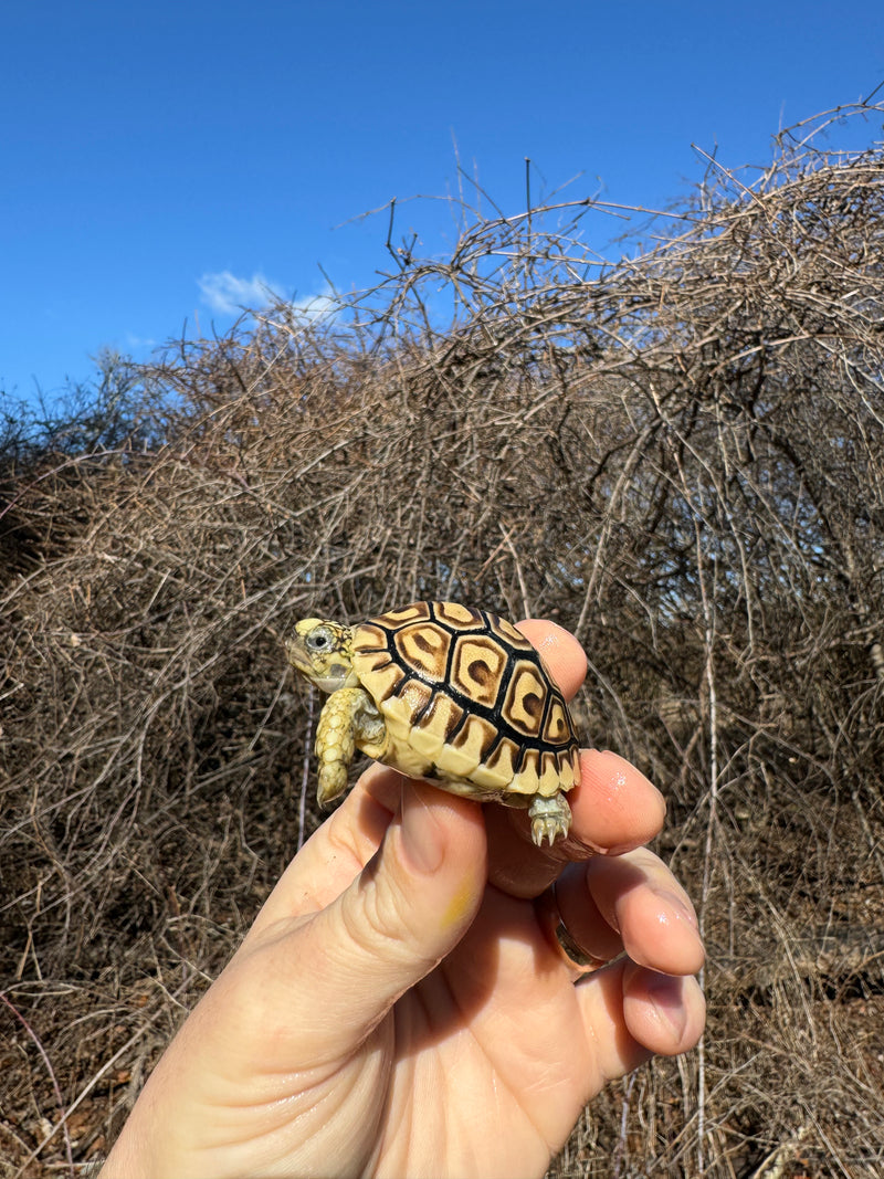 Leopard Tortoise 2025