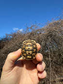 Leopard Tortoise 2025