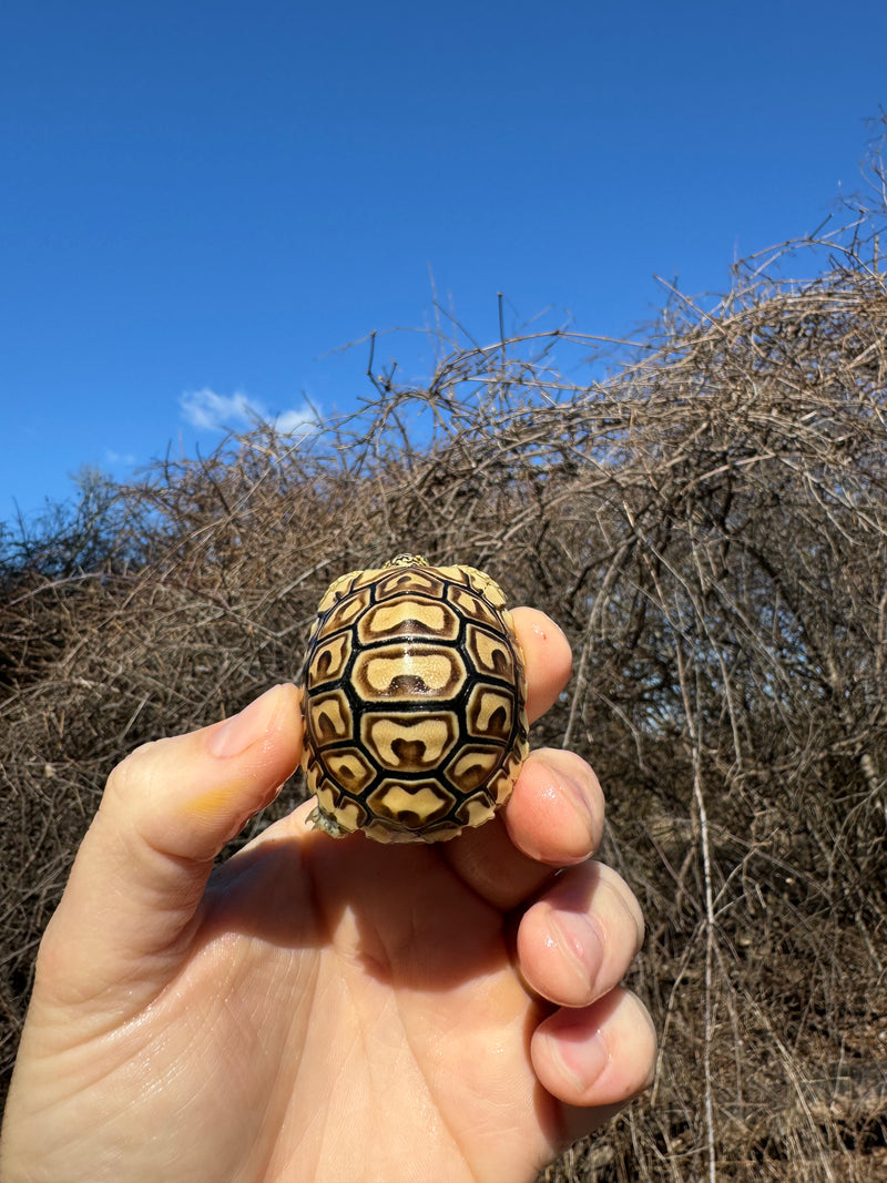 Leopard Tortoise 2025