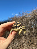Leopard Tortoise 2025