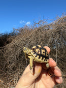 Leopard Tortoise 2025