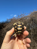 Leopard Tortoise 2025