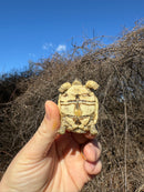 Leopard Tortoise 2025