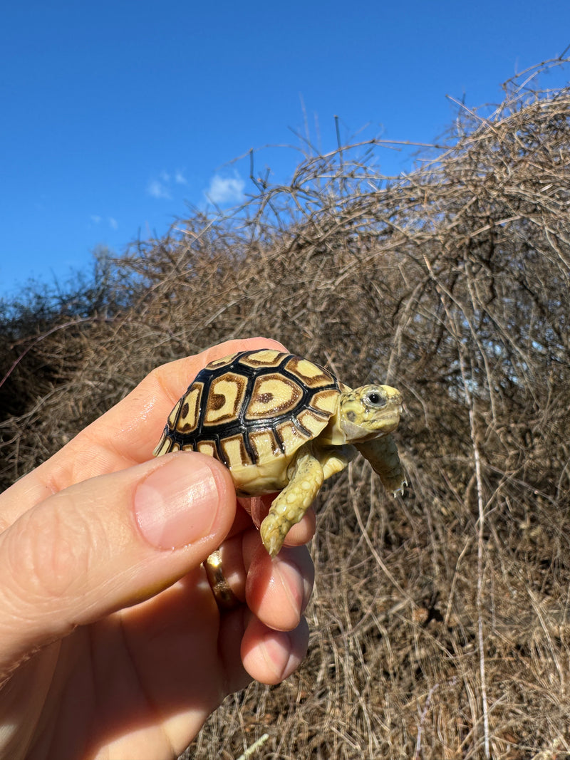 Leopard Tortoise 2025