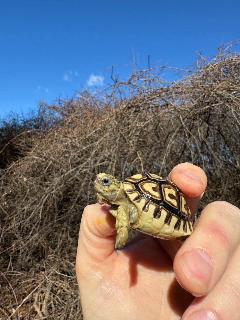 Leopard Tortoise 2025