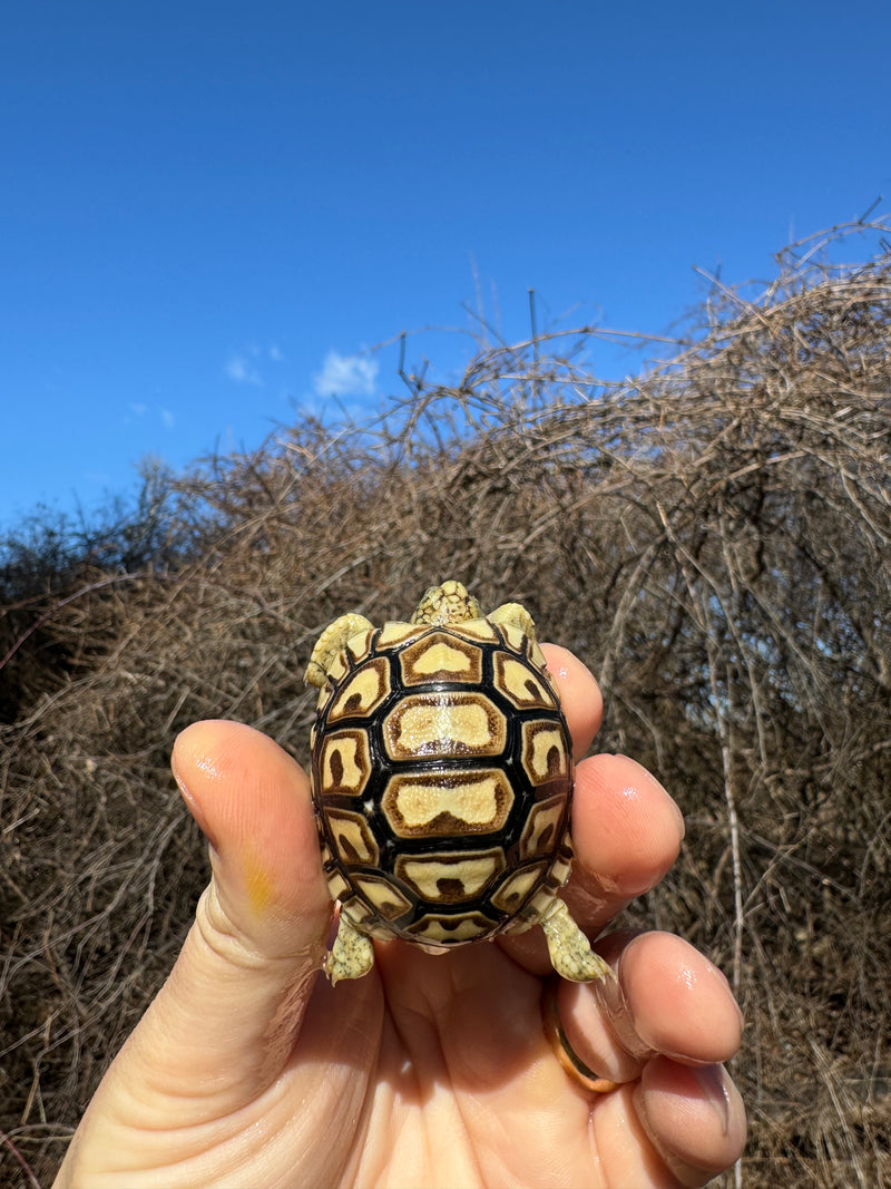 Leopard Tortoise 2025