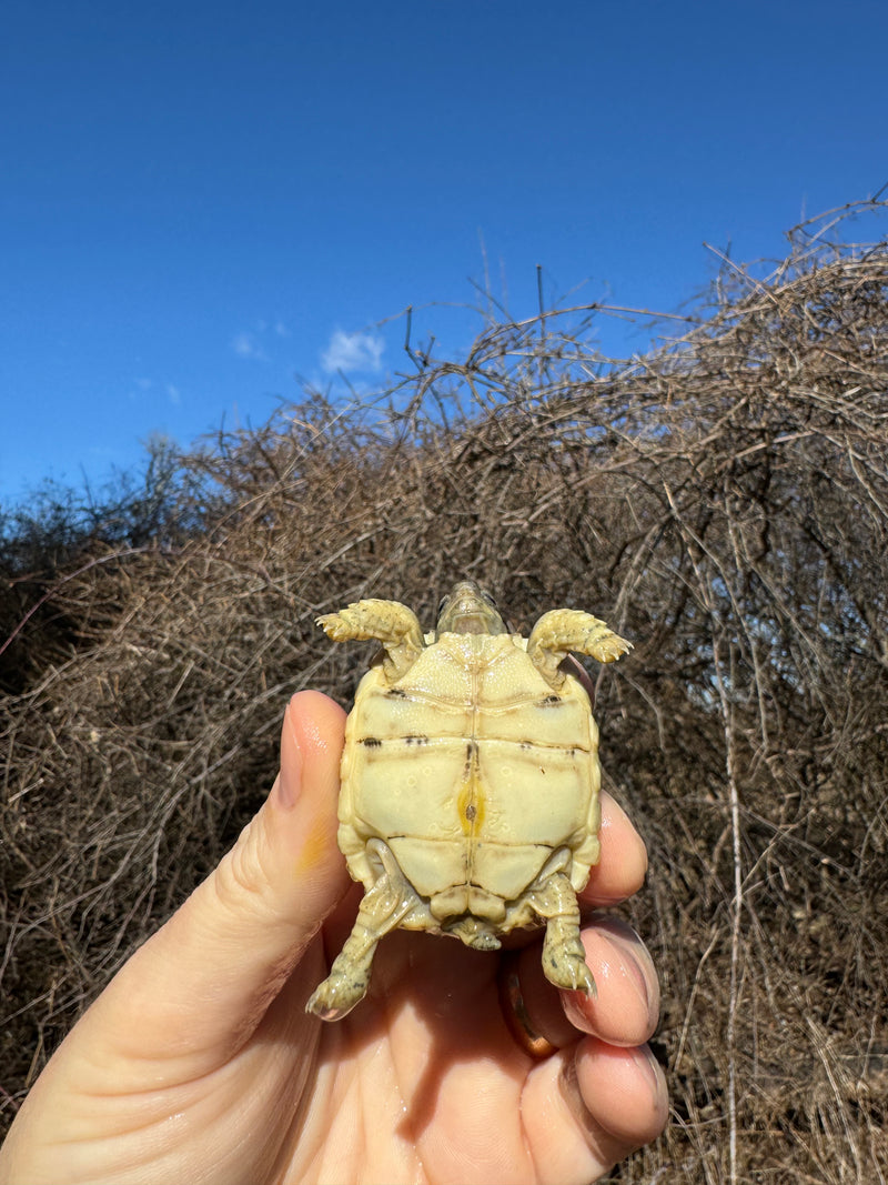 Leopard Tortoise 2025