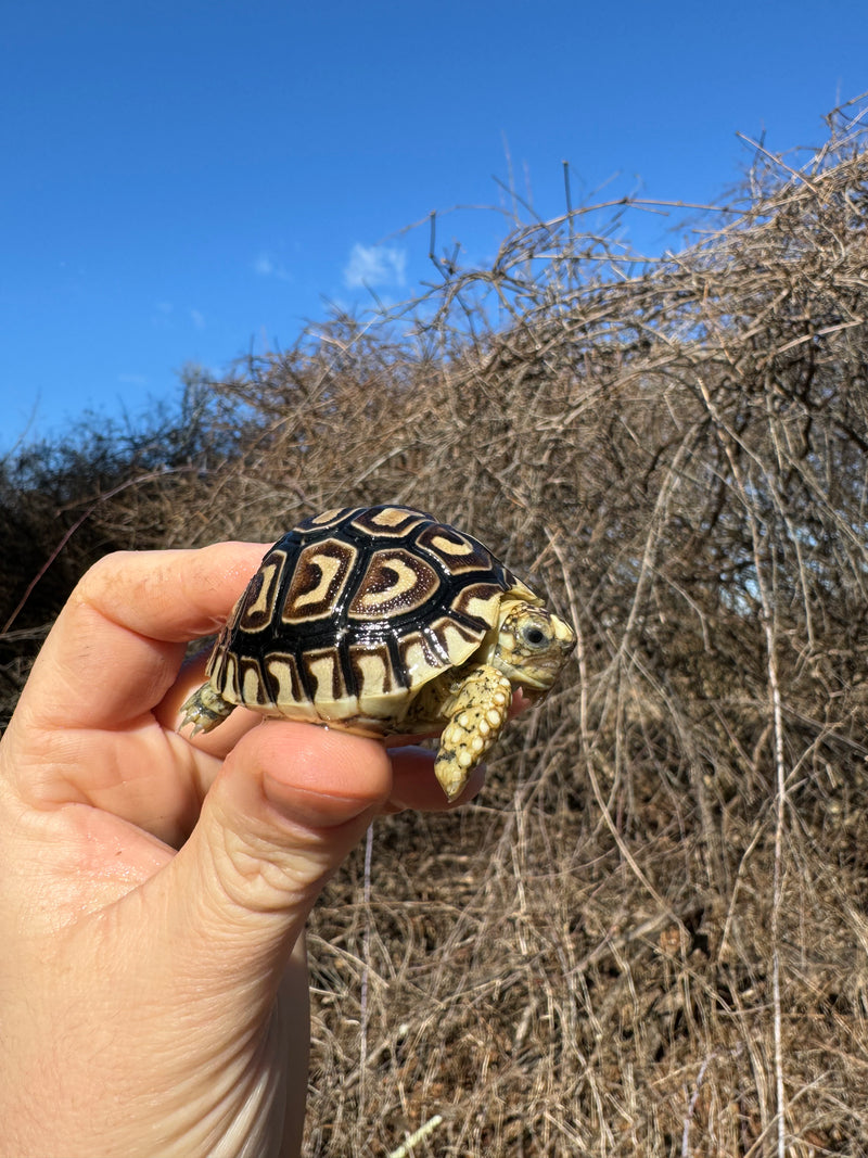 Leopard Tortoise 2025