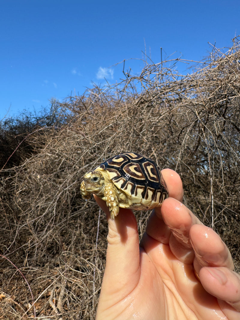 Leopard Tortoise 2025