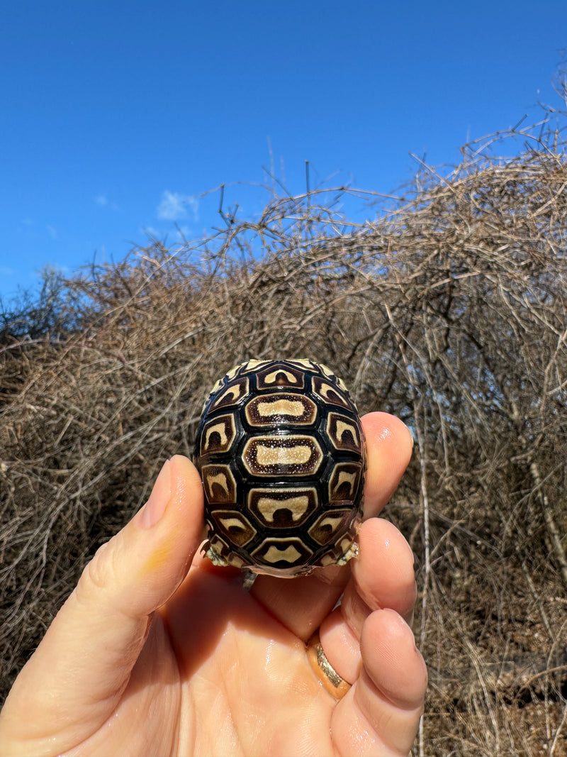 Leopard Tortoise 2025