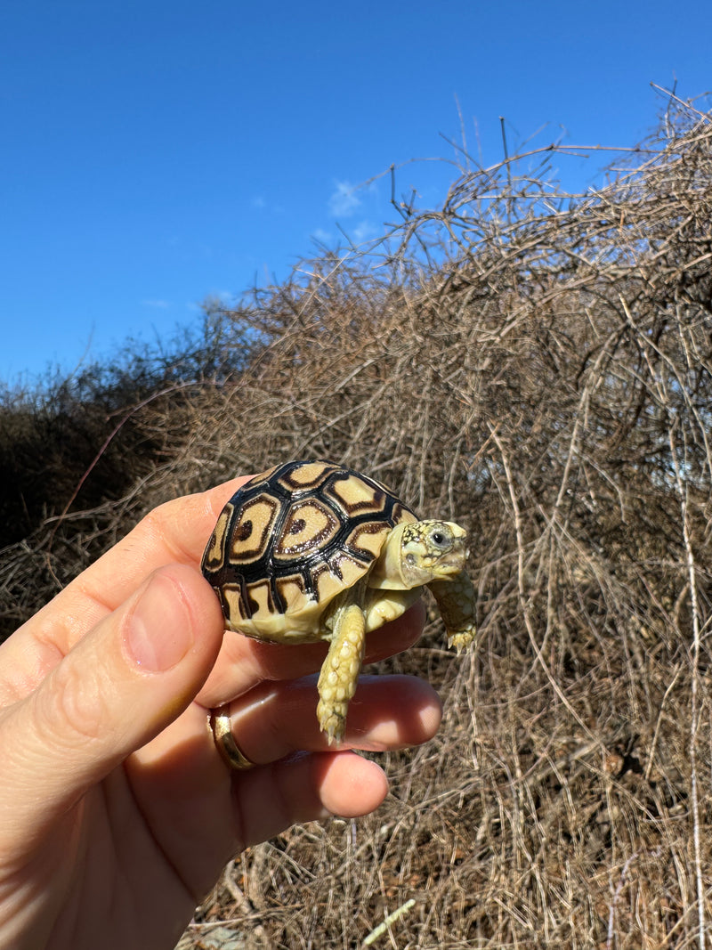 Leopard Tortoise 2025