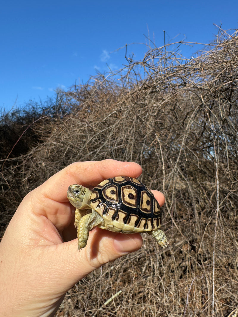 Leopard Tortoise 2025