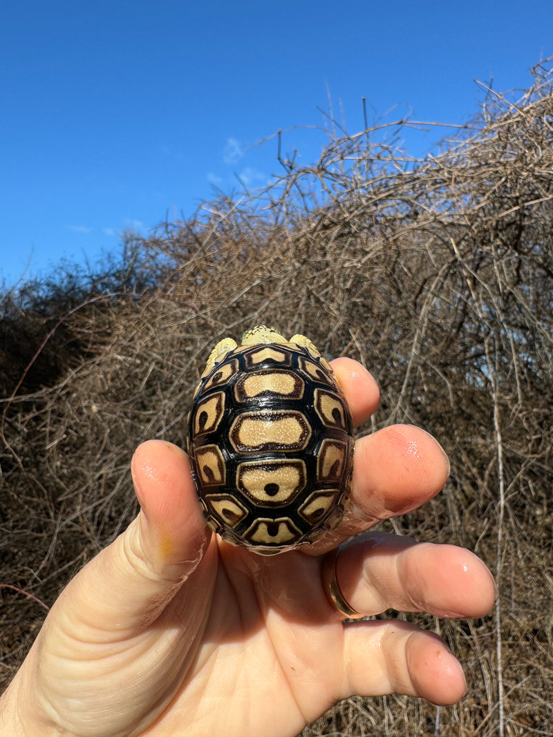 Leopard Tortoise 2025