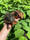 Twist-necked Turtle LTC Pair