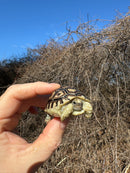 Leopard Tortoise 2025