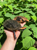 Twist-necked Turtle LTC Pair