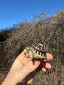 Leopard Tortoise 2025