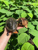 Twist-necked Turtle LTC Pair