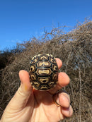 Leopard Tortoise 2025