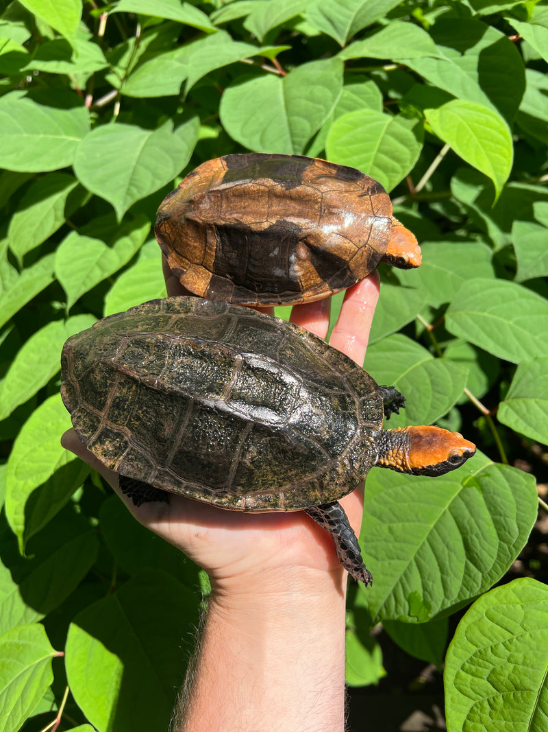 Twist-necked Turtle LTC Pair