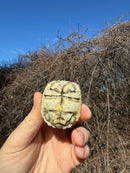 Leopard Tortoise 2025