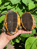Twist-necked Turtle LTC Pair