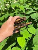 Twist-necked Turtle LTC Pair
