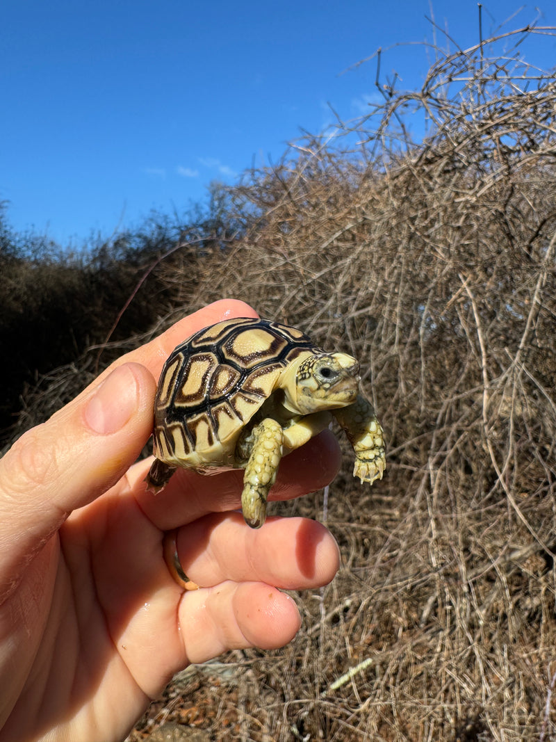 Leopard Tortoise 2025