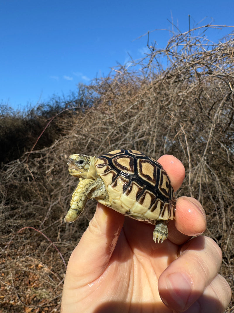 Leopard Tortoise 2025