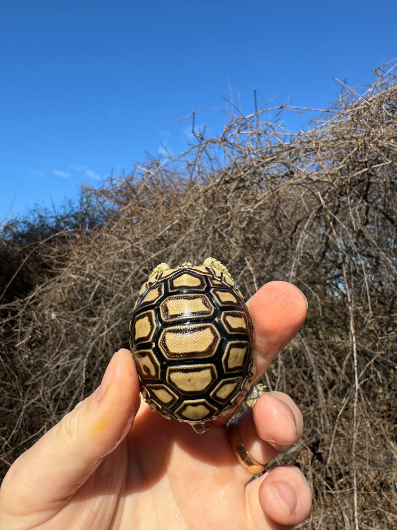 Leopard Tortoise 2025