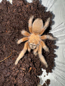 Rio Grande Gold Tarantula Adults (Aphonopelma moderatum)