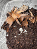 Rio Grande Gold Tarantula Adults (Aphonopelma moderatum)