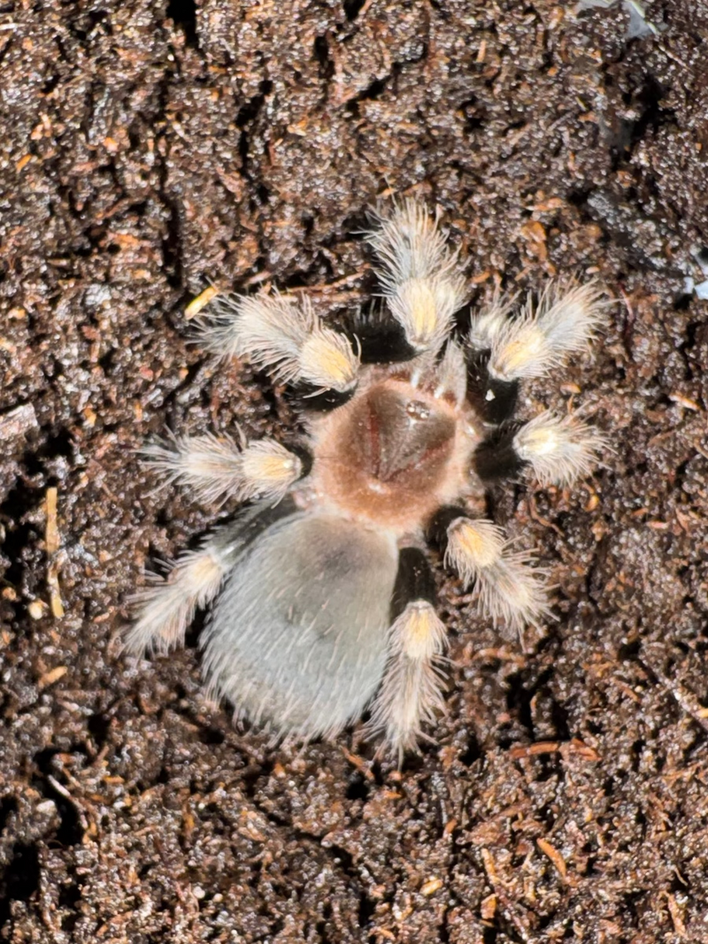 Mexican Red Knee Tarantula For Sale | American Reptile Distributors