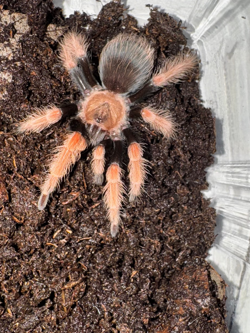 Mexican Fire Leg Tarantula For Sale | American Reptile Distributors
