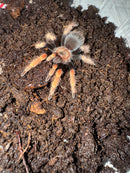 Mexican Fire Leg Tarantula (2.5-3 inch) (Brachypelma boehmi )