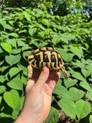 Eastern Hermann's Tortoise Female