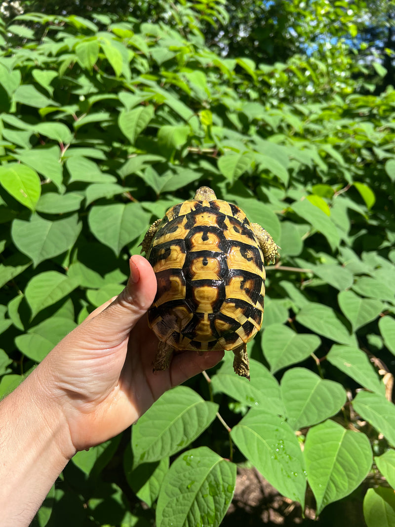 Eastern Hermann's Tortoise Female